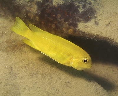 Tropheops romandi 'Mazinzi Reef'